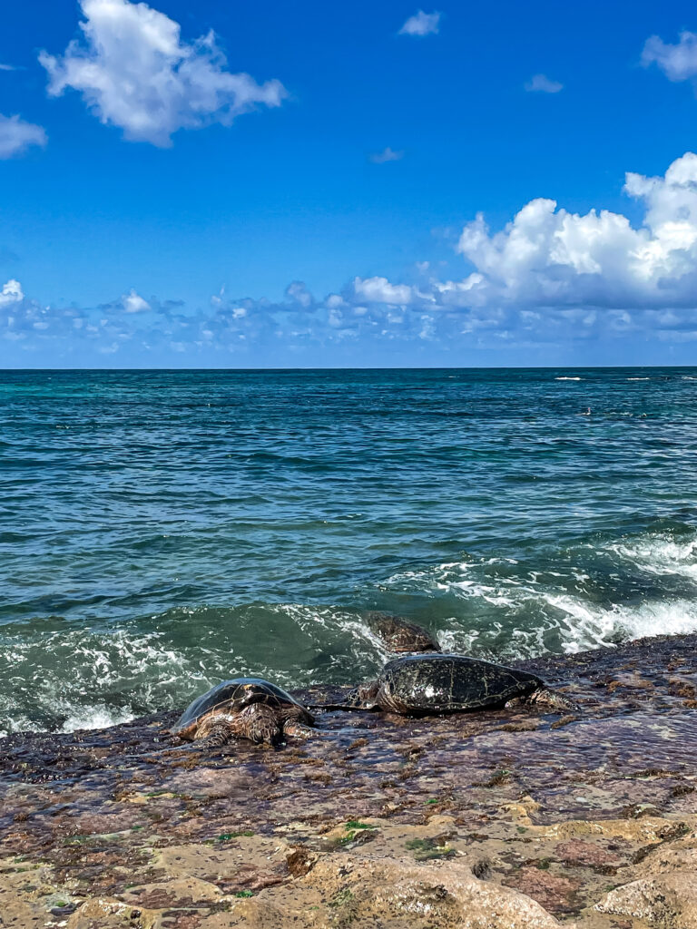 Tortugas en Laniakea Beach